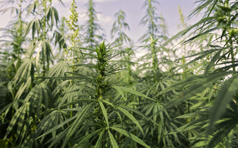 CBD and Your Hair